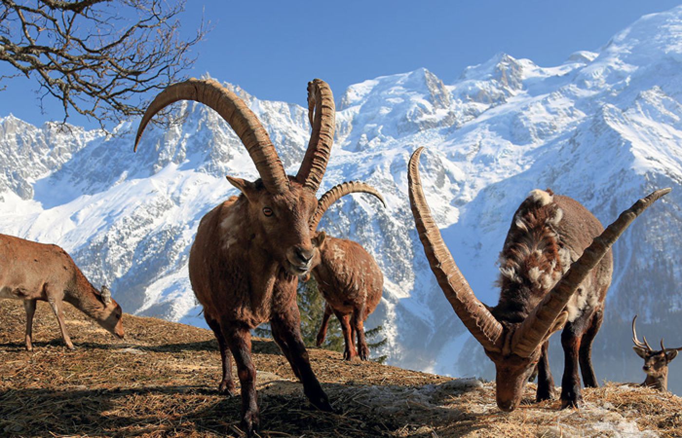 parc de merlet chamonix mont blanc